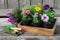 Seedlings of garden plants and flowerpots of flowers. Garden equipment on wooden board.