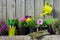 Seedlings of garden plants and flowers in flowerpots. Garden equipment: watering can, buckets, shovel, rake, gloves. Copy space