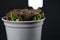 Seedlings germinating in a flower pot, the young shoots repelling the potting soil