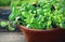 Seedlings of green basil. Young herbs sprouts ready for planting. Gardening concept