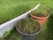 Seedlings of green grass in pots. Young grass is ready for spring planting. Growing plants in the yard