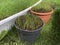 Seedlings of green grass in pots. Young grass is ready for spring planting. Growing plants in the yard