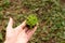 Seedlings of green small sprouts with leaves in hands on the street. New life, birth. Plant growing. Copy space