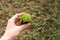 Seedlings of green small sprouts with leaves in hands on the street. New life, birth. Plant growing. Copy space