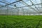 Seedlings in greenhouse