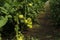 Seedlings in greenhouse