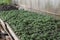 Seedlings in the greenhouse. Growing of vegetables in greenhouses.