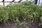 Seedlings in the greenhouse. Growing of vegetables in greenhouses.