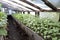 Seedlings in the greenhouse. Growing of vegetables in greenhouses.