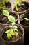 Seedlings growing in peat moss pots