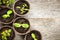 Seedlings growing in peat moss pots