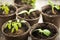 Seedlings growing in peat moss pots