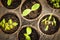 Seedlings growing in peat moss pots