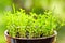 Seedlings growing in pot