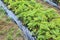 seedlings growing strawberries with protective sheeting