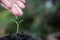 Seedlings are grown with women`s hands were watering.