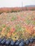 Seedlings of highbush blueberry in plantation in autumn