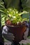 Seedlings hosta plants transplanting into the garden. Pot with young plants close-up, spring work in the garden