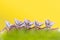 Seedlings of Kalanchoe plant sprout from the edge of the leaves of the stem