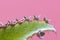 Seedlings of Kalanchoe plant sprout from the edge of the leaves of the stem