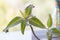 Seedlings of Kalanchoe plant sprout from the edge of the leaves of the stem.