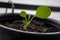 Seedlings of kale cultivated in pots.