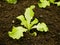 Seedlings lettuce Lactuca sativa oakleaf bio green vegetables young planting oak leaf green detail greenhouse foil field