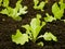 Seedlings lettuce oakleaf bio green Lactuca sativa vegetables young planting oak leaf green detail greenhouse foil field