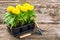 Seedlings of marigold flowers