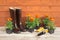 Seedlings marigold flowers, gardening tools and rubber boots on wooden background.