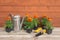 Seedlings marigold flowers, gardening tools and watering can on wooden background.