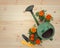 Seedlings marigold flowers, gardening tools and watering can on wooden background. Top view, copy space