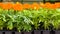 Seedlings of marigold flowers in plastic pots