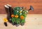 Seedlings of marigold and pansy flowers, rubber boots, gardening tools and watering can on wooden background.