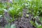 The seedlings of the marigolds. Very small plant of marigold.