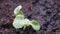 Seedlings of melon that are growing from seed on the ground and the water from the shower falling tree