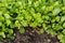 Seedlings mustard greens grow at vegetable garden