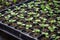 Seedlings are in the nursery tray