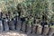 Seedlings of olive trees in plant nursery available for sale in plastic bags