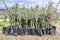 Seedlings of olive trees in plant nursery prepared for sale