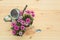 Seedlings of osteospermum african daisy flowers, watering can and gardening tools on wooden background