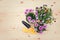 Seedlings of osteospermum african daisyand pansy flowers and gardening tools on wooden background