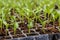 Seedlings of paprika germinating, seedlings in germination trays