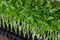 Seedlings of paprika in plastic tray on wooden board. Spring season.