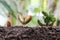 Seedlings of peanut on soil in the Vegetable garden.