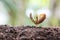 Seedlings of peanut on soil in the Vegetable garden.