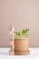 Seedlings peas in pot on white wood table, beige wall, wood cubes with lettering `Earth day`, vertical.