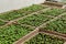 Seedlings in peat pots.Baby plants seeding, black hole trays for agricultural seedlings.The spring planting. Early seedling ,