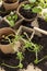 Seedlings in peat pots, shovel and soil. Farming