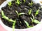 Seedlings of peppers and tomatoes in peat pots in spring. Sow seeds in a container with soil for growing plants. Dacha season in